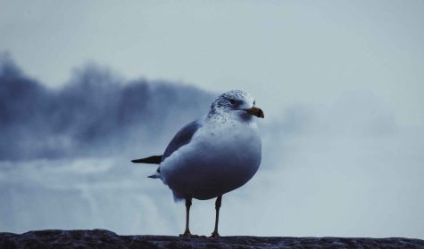 vidcover_niagara