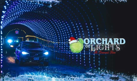 vidcover_orchardoflights22